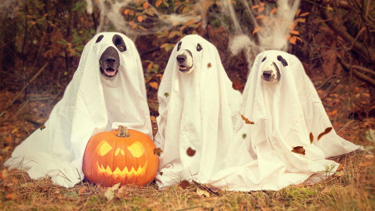 Funny Halloween Captions For Instagram